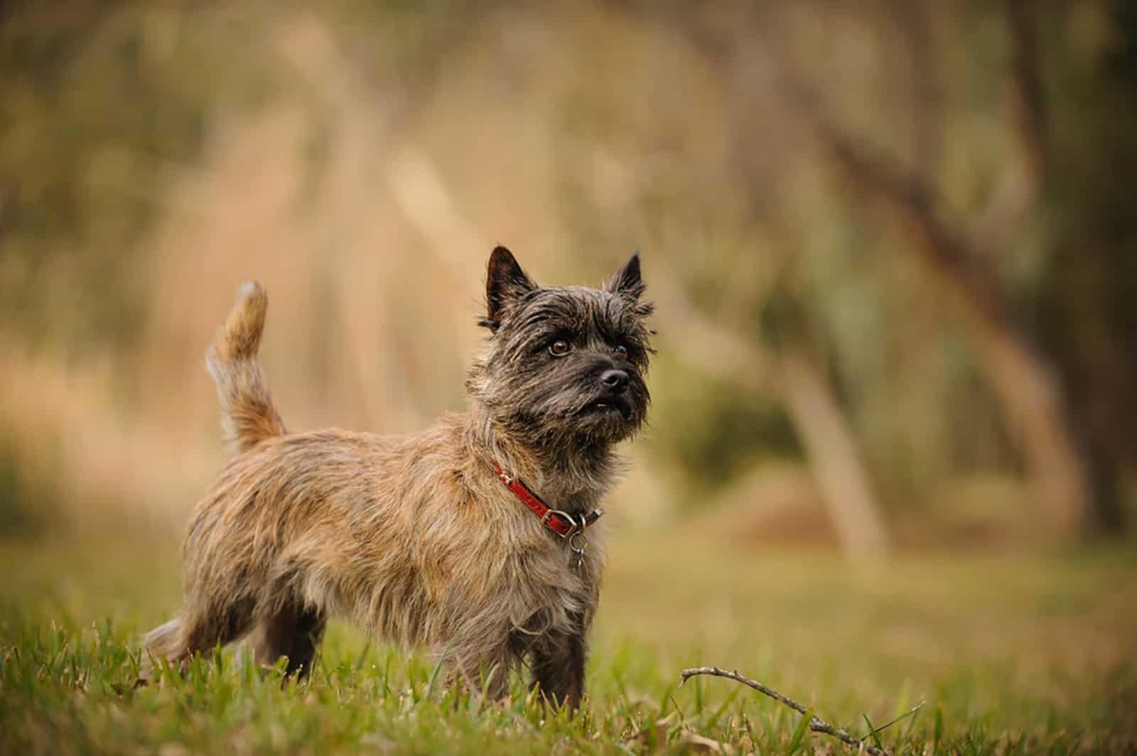 cairn terrier dog standing in natura
