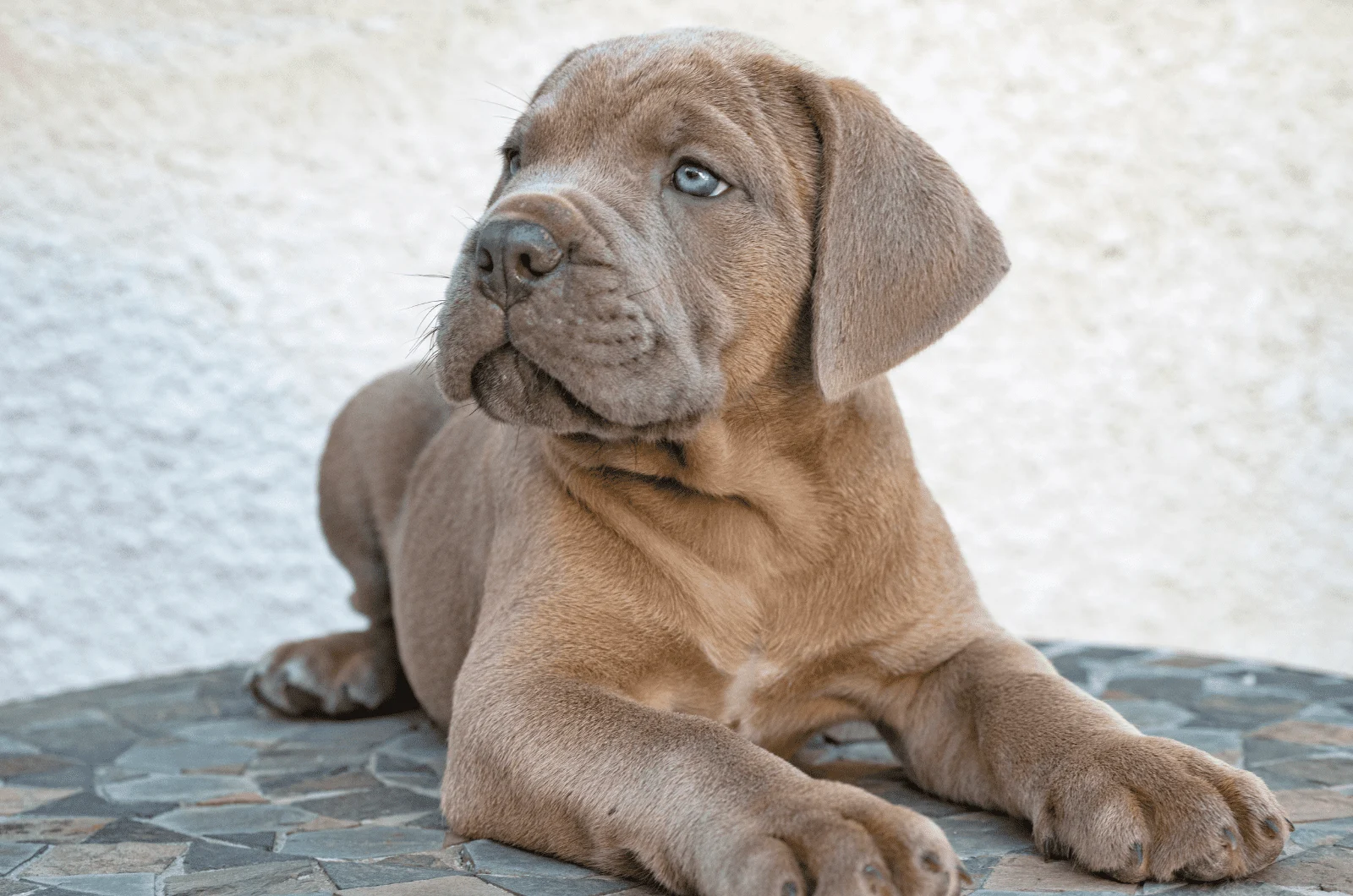 cane corso puppy with blue eyes