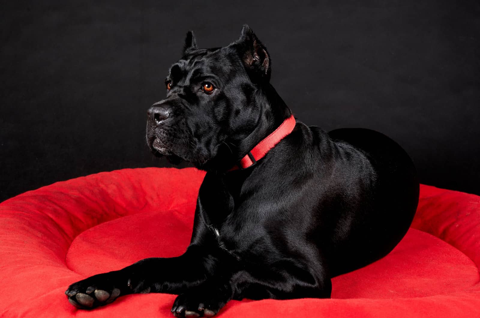 cane corso with red eyes