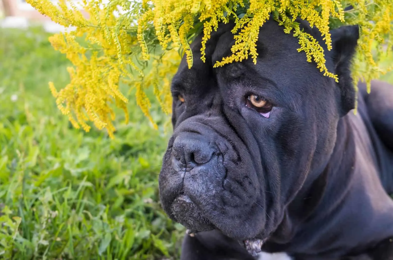 cane corso with yellow eyes