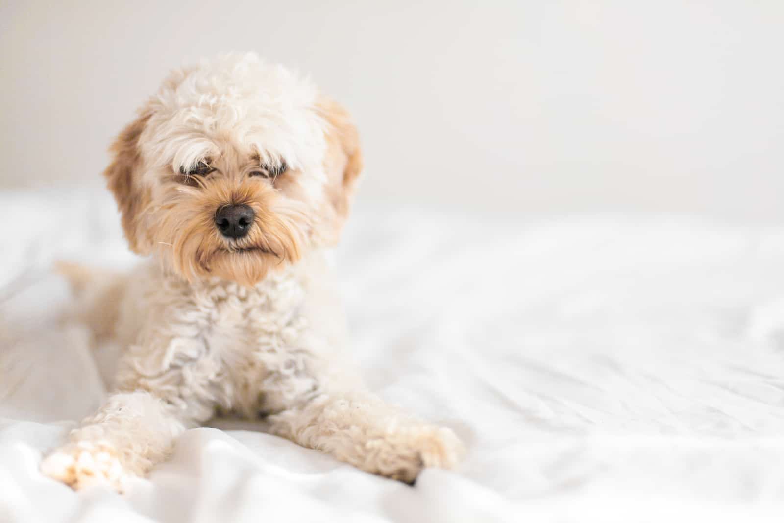 cavapoo with a haircut