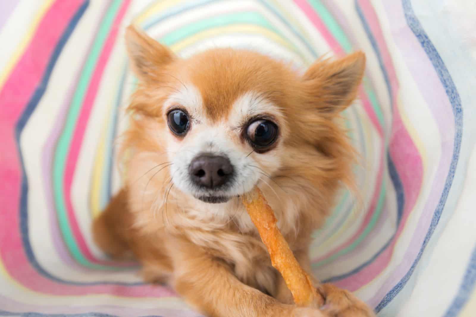 chihuahua eating a stick