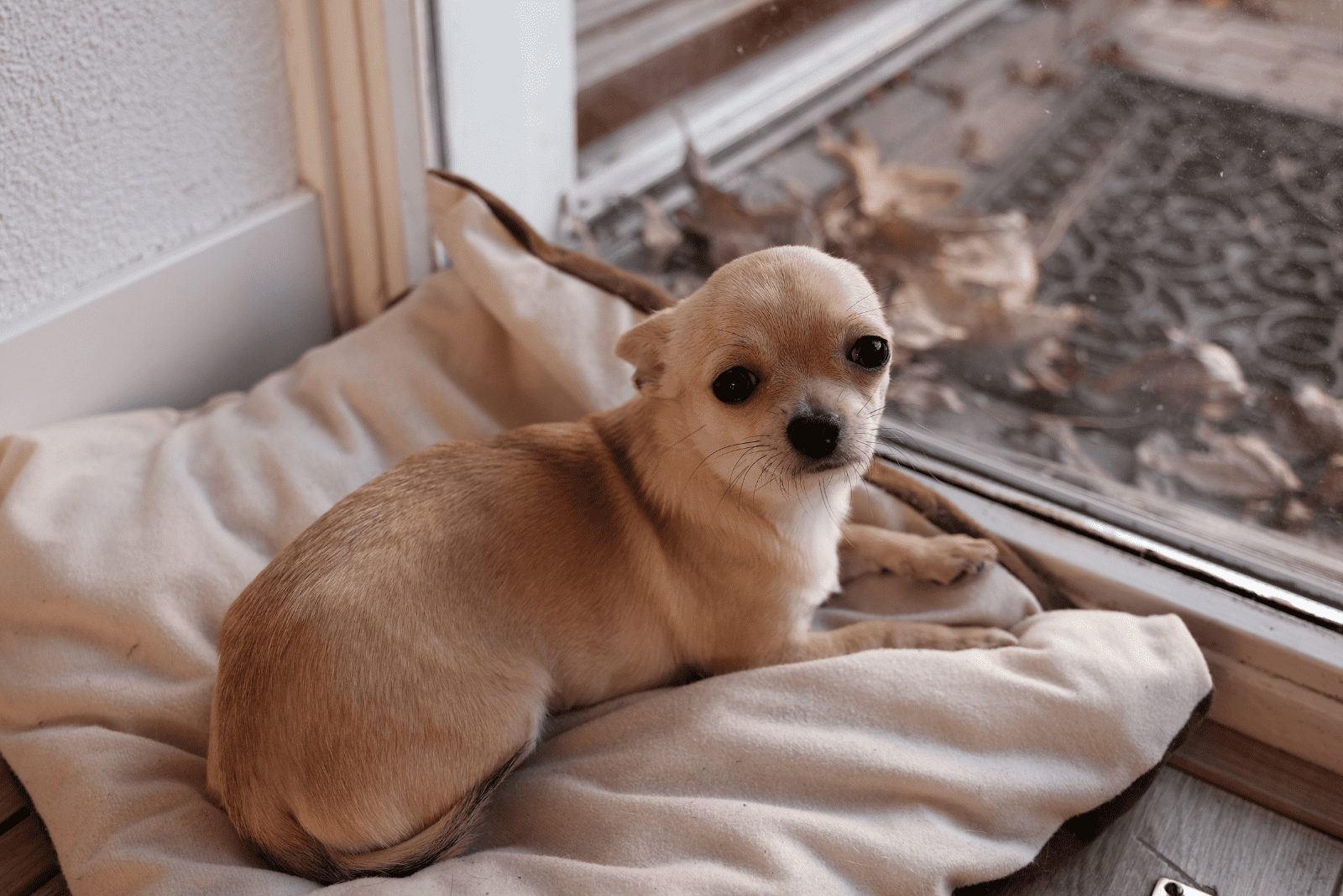 chihuahua is lying on a pillow by the window