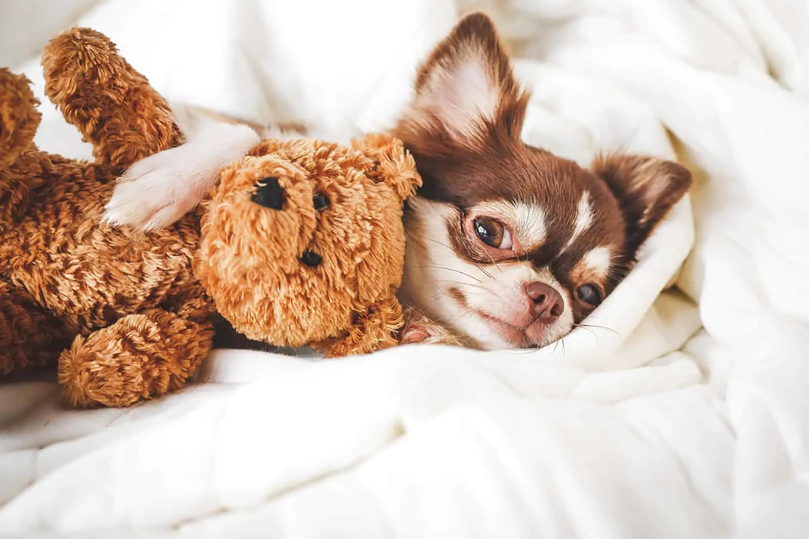 chihuahua puppy sleeping with teddy bear on the bed