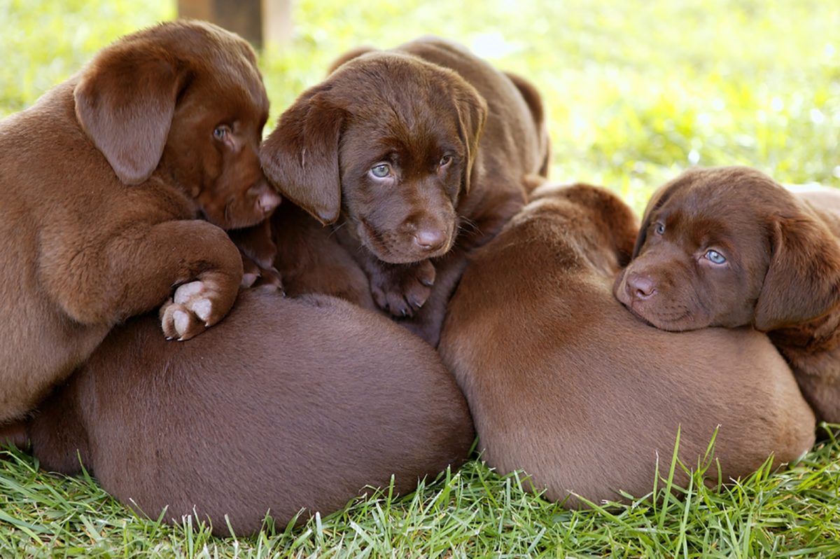 11 Amazing Chocolate Lab Breeders From All Over The USA