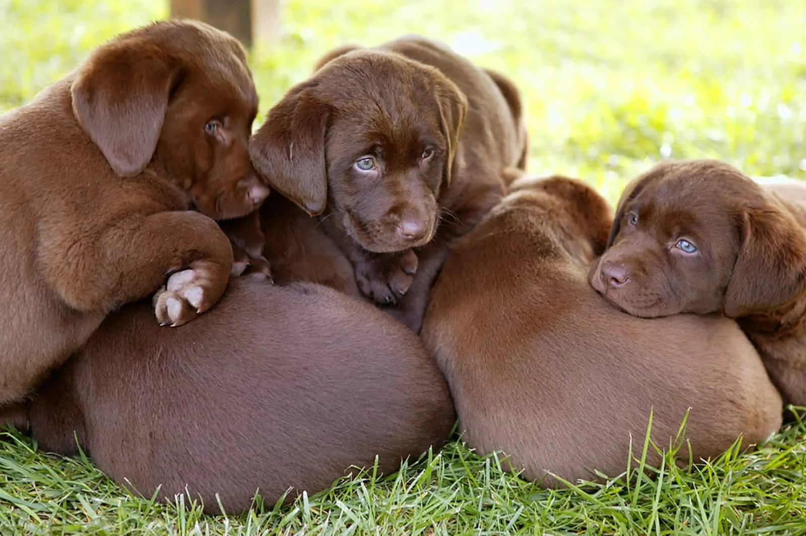 chocolate lab puppies lying in the grass