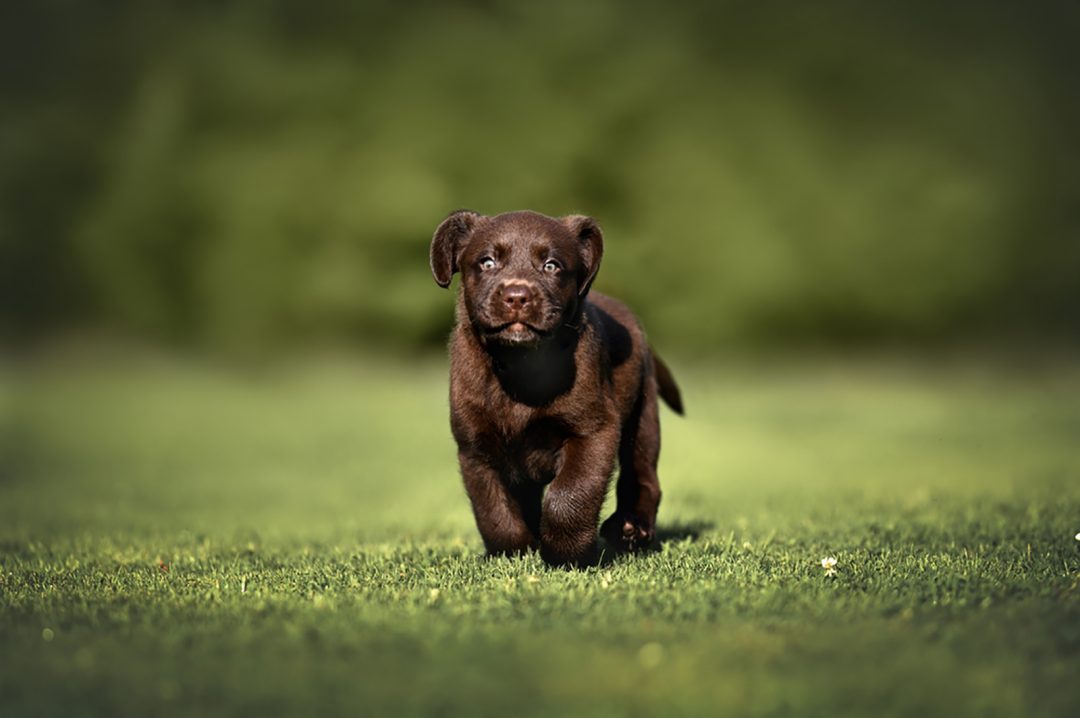 11 Amazing Chocolate Lab Breeders From All Over The USA