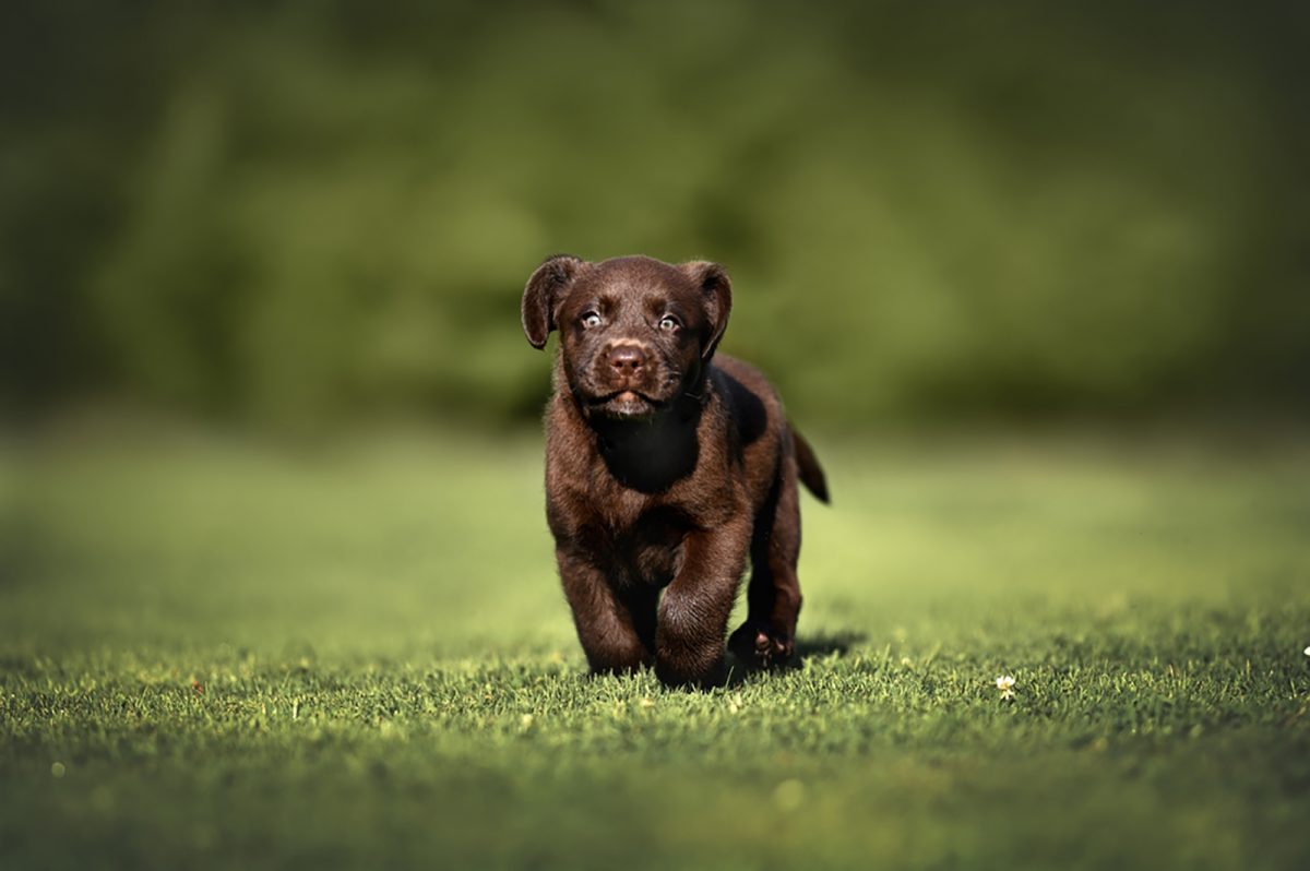 11 Amazing Chocolate Lab Breeders From All Over The USA