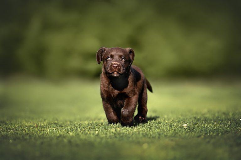 11 Amazing Chocolate Lab Breeders From All Over The USA