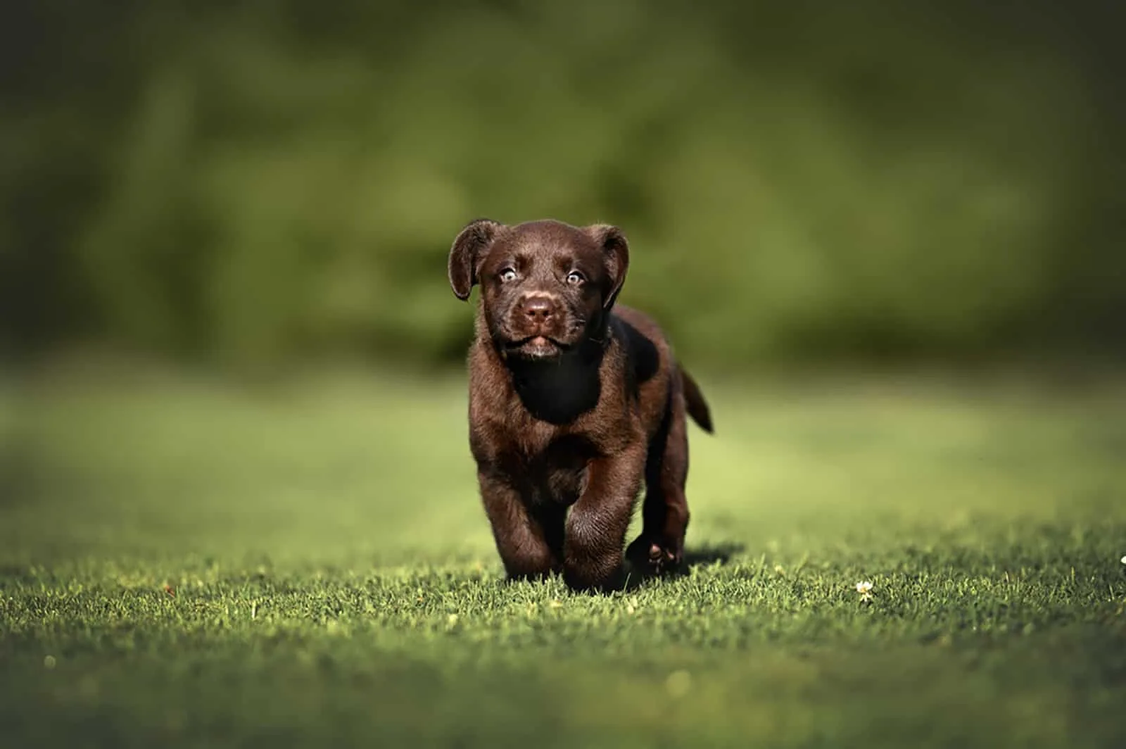 chocolate lab puppy running on the grass
