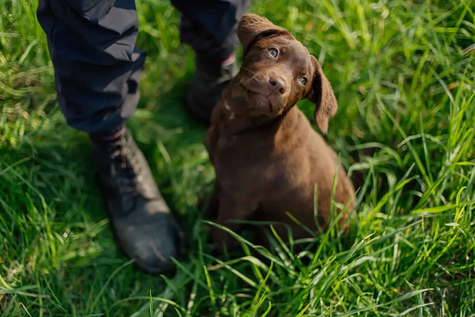 chocolate lab puppy sitting on the grass beside his owner