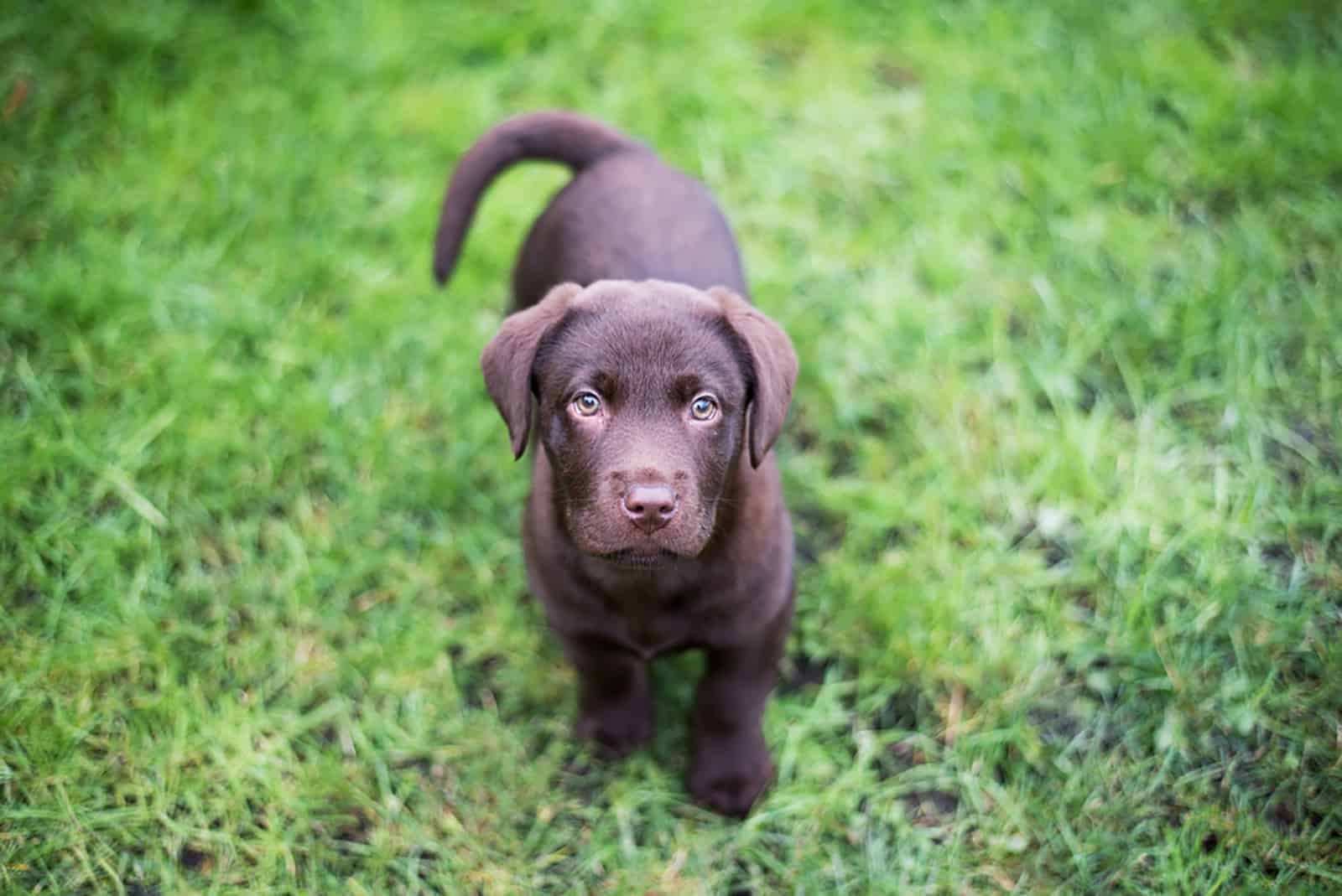 chocolate labrador puppy standing in the grass