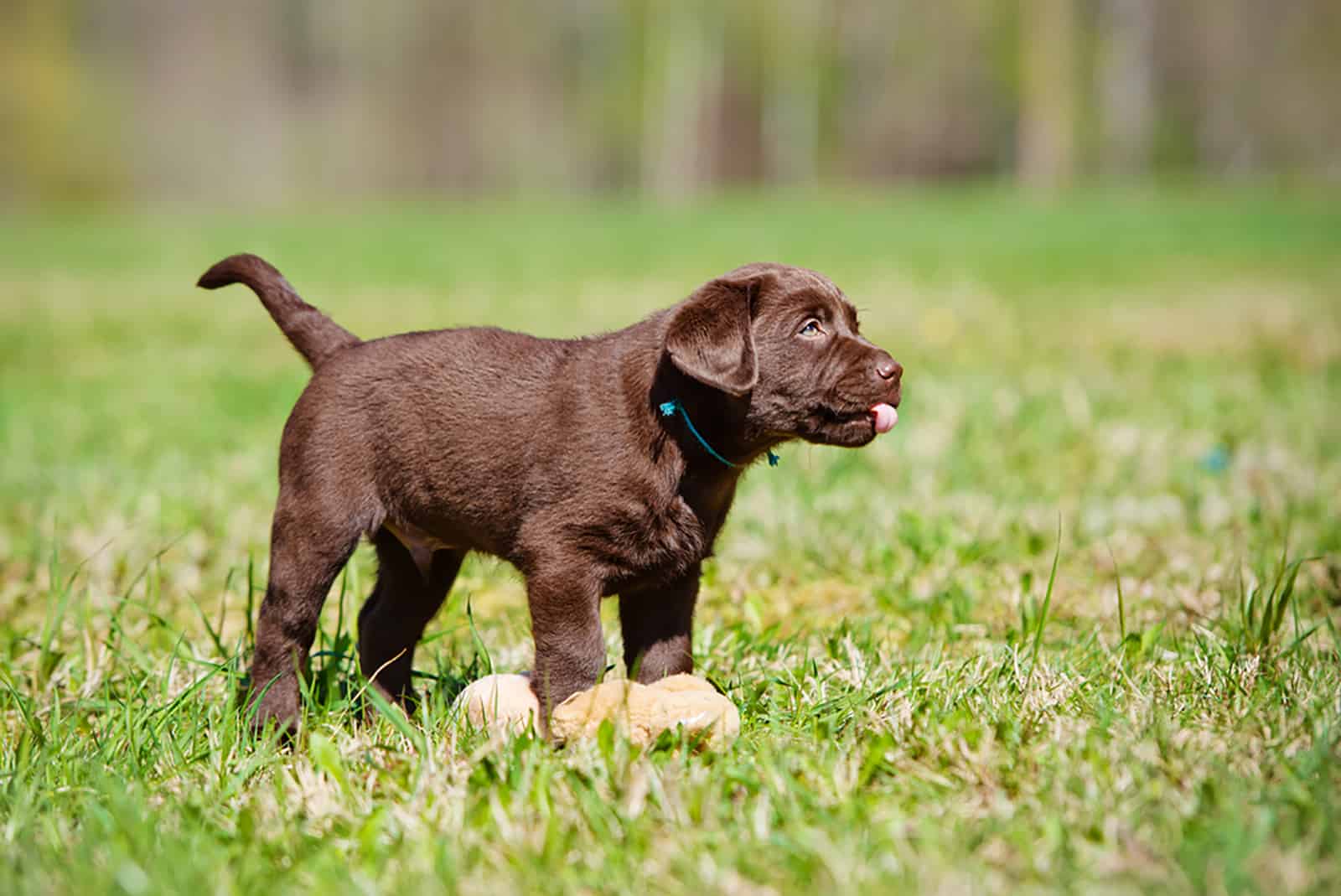 chocolate labrador retriever puppy playing with a toy in the park