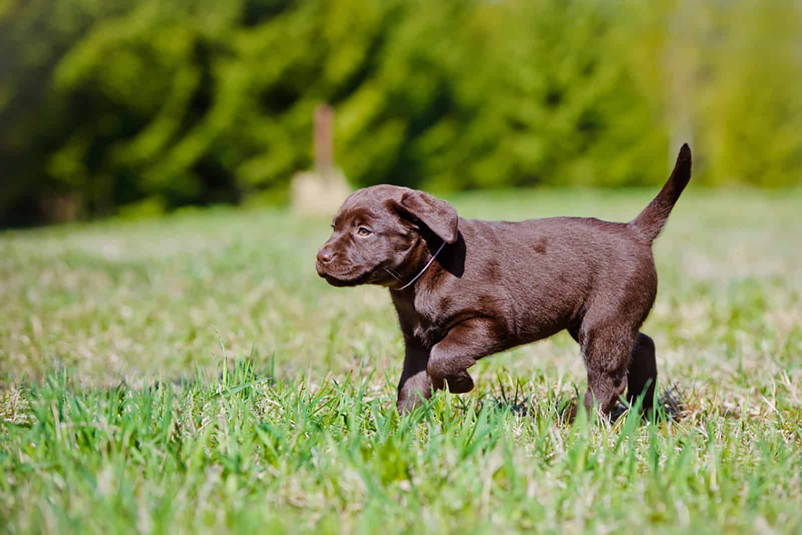 chocolate labrador retriever puppy walking in the park