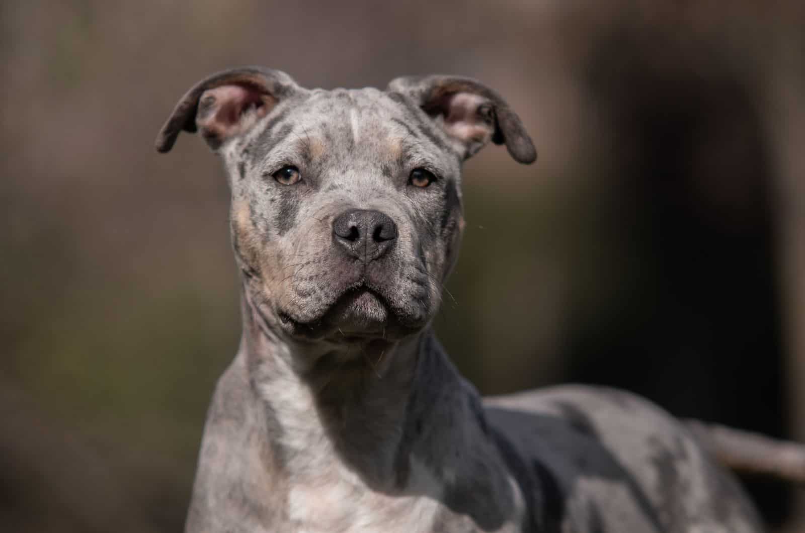 close shot of Merle XL Bully