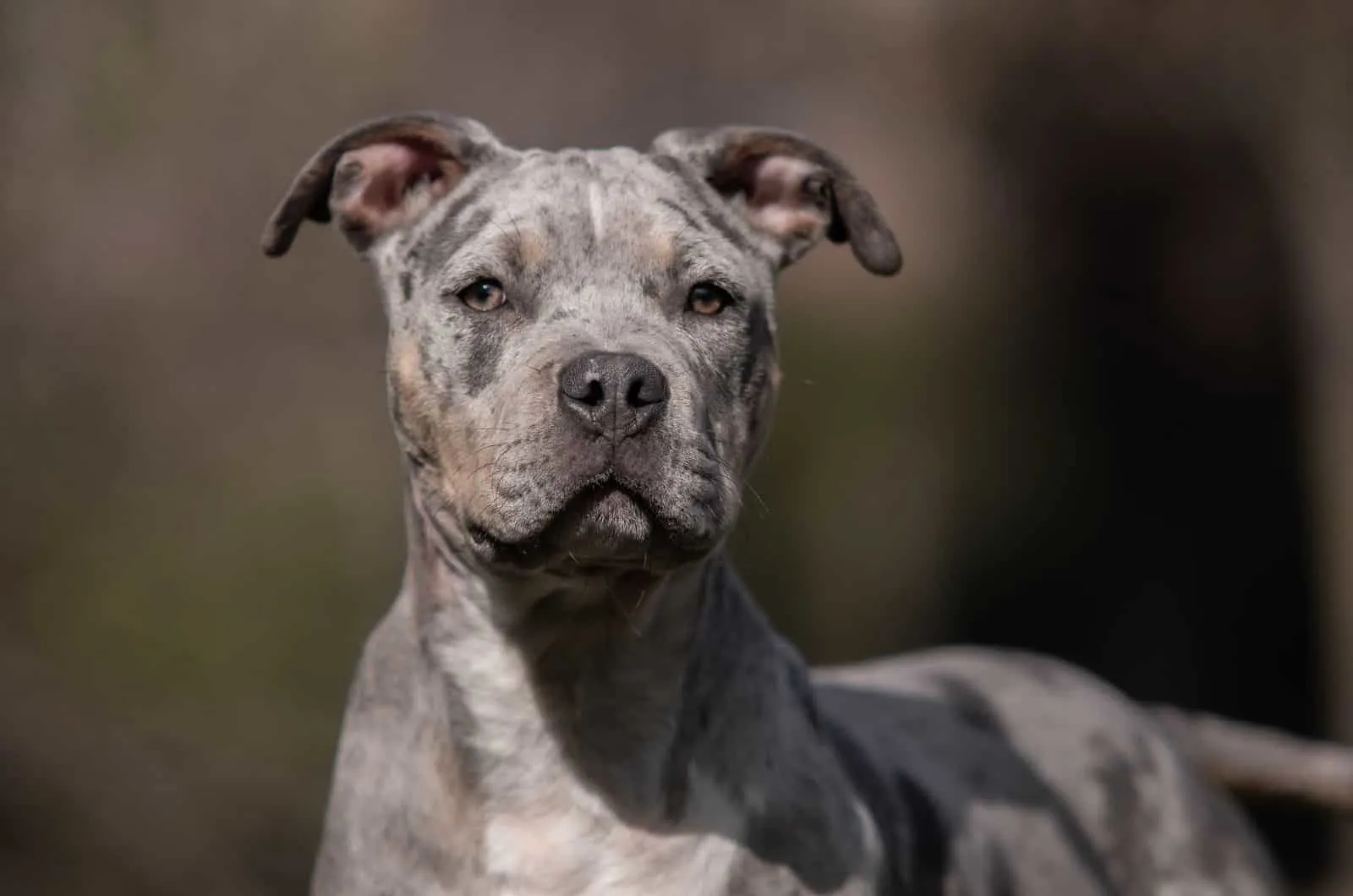 close shot of Merle XL Bully