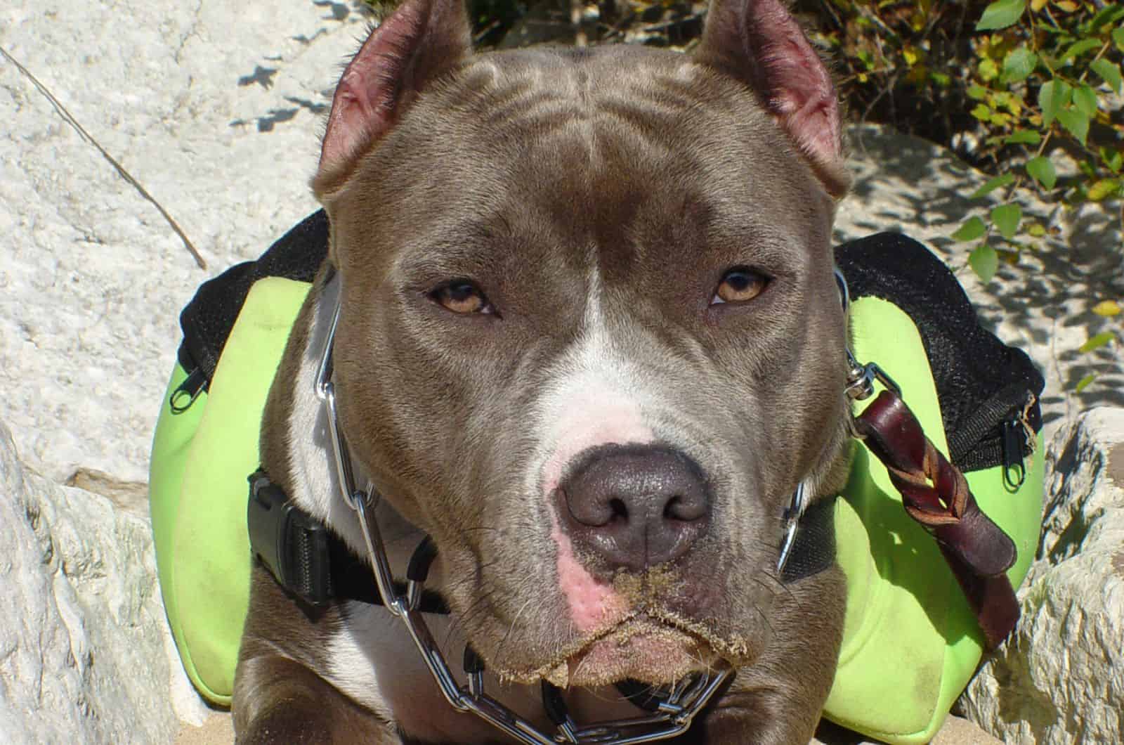 close shot of Razor Edge Pitbull