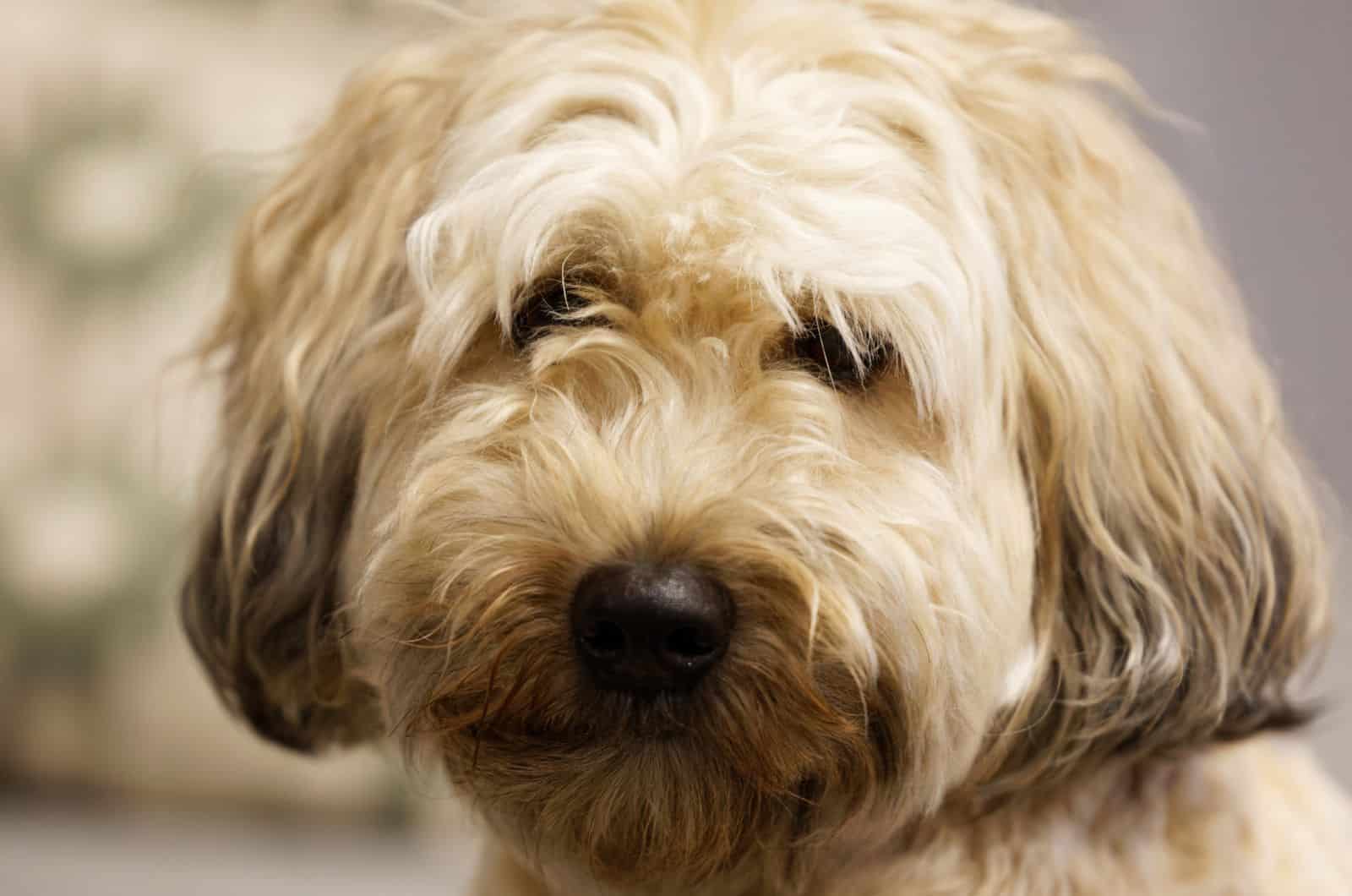 close shot of Whoodle