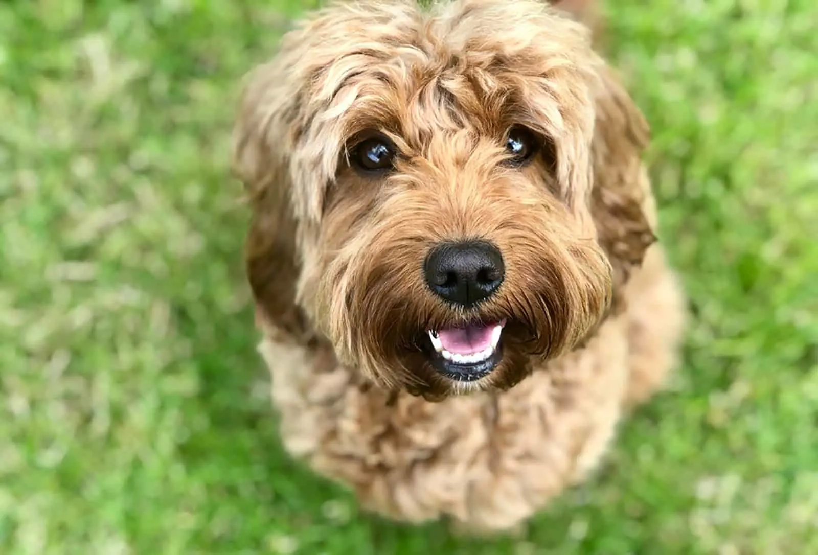 cockapoo puppy sitting in a grass