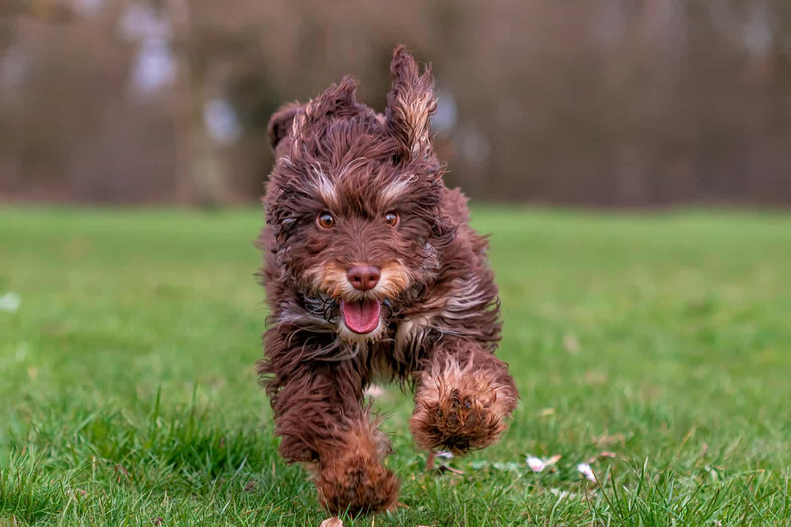 cockapoo dog running in the park