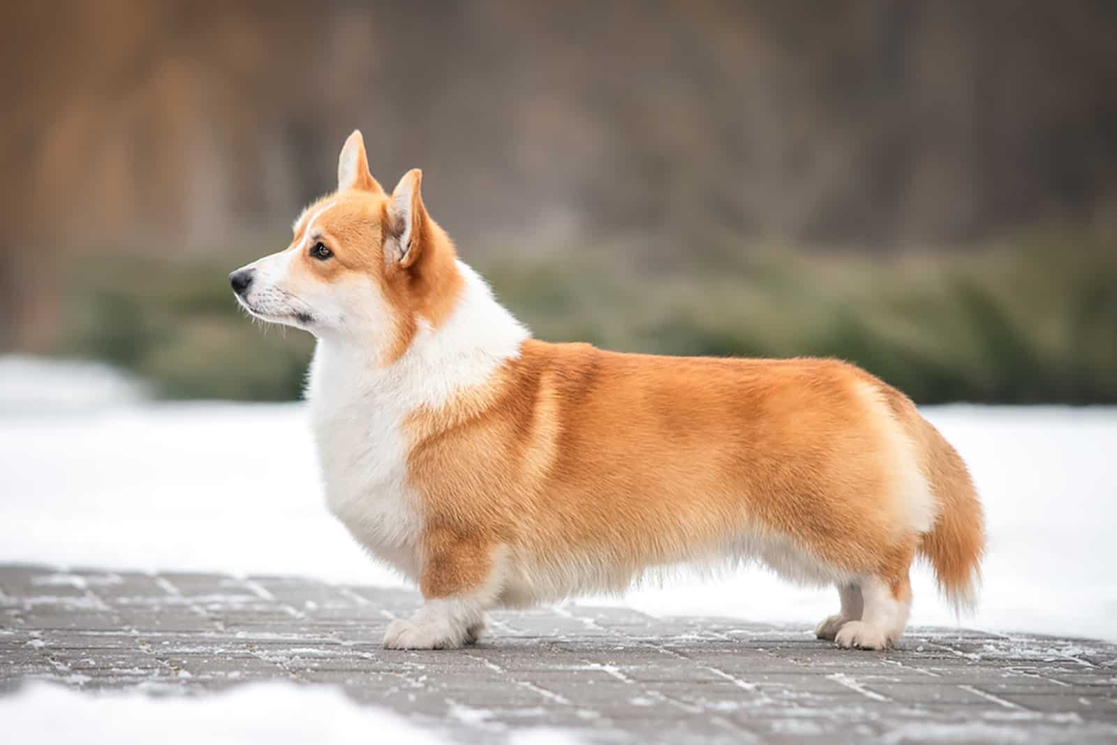 corgi dog standning outdoors at snow