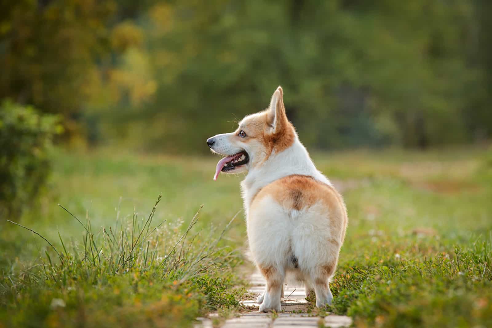 corgi dog with a docked tail walking outdoors