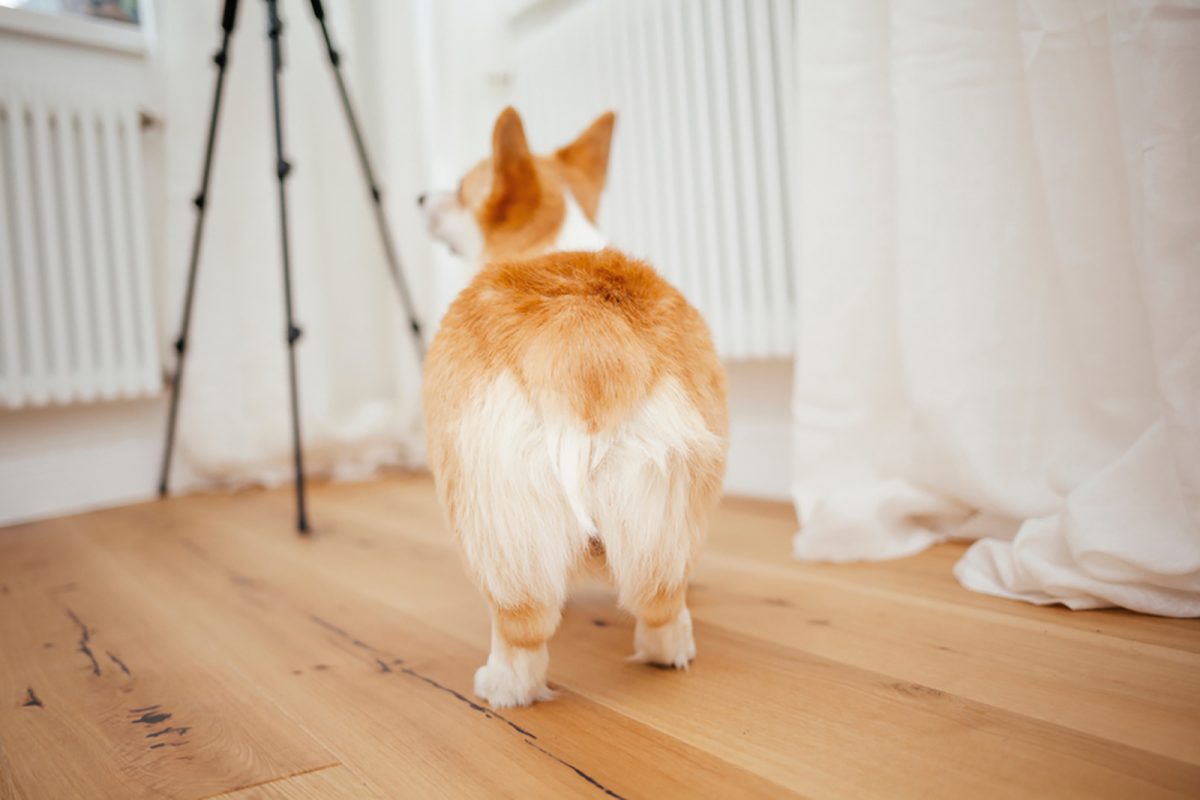 Do Have Tails At Birth? 3 Reasons For Tail Docking