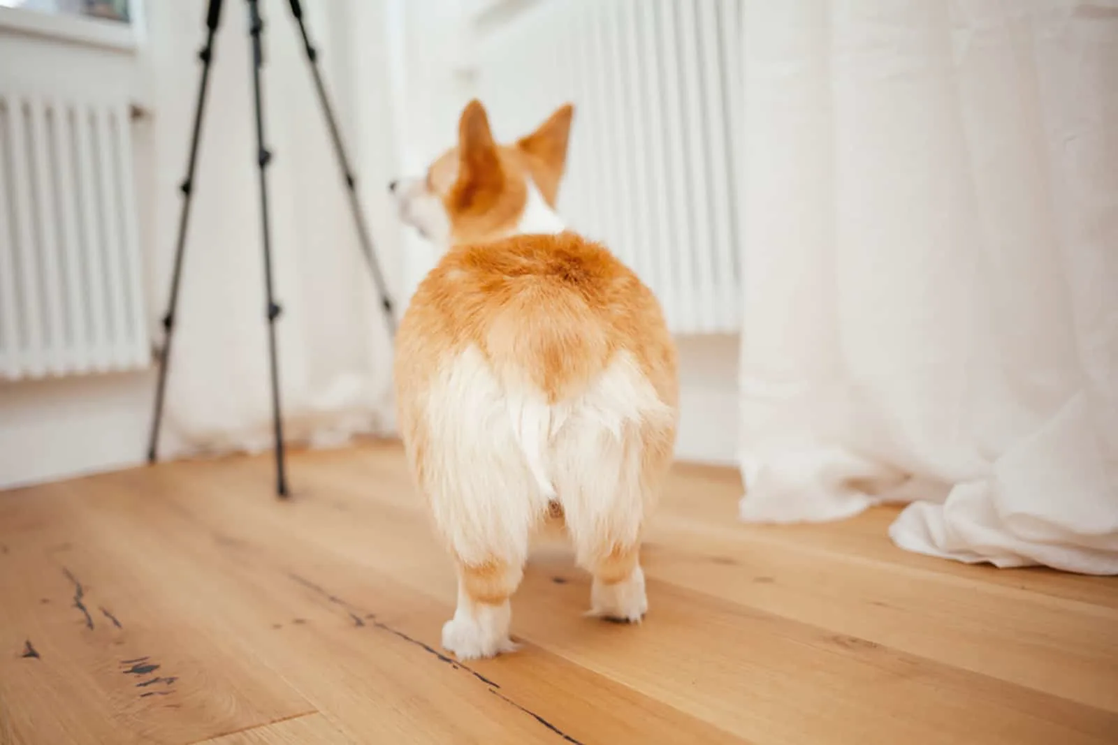 corgi dog with bobtail in an apartment