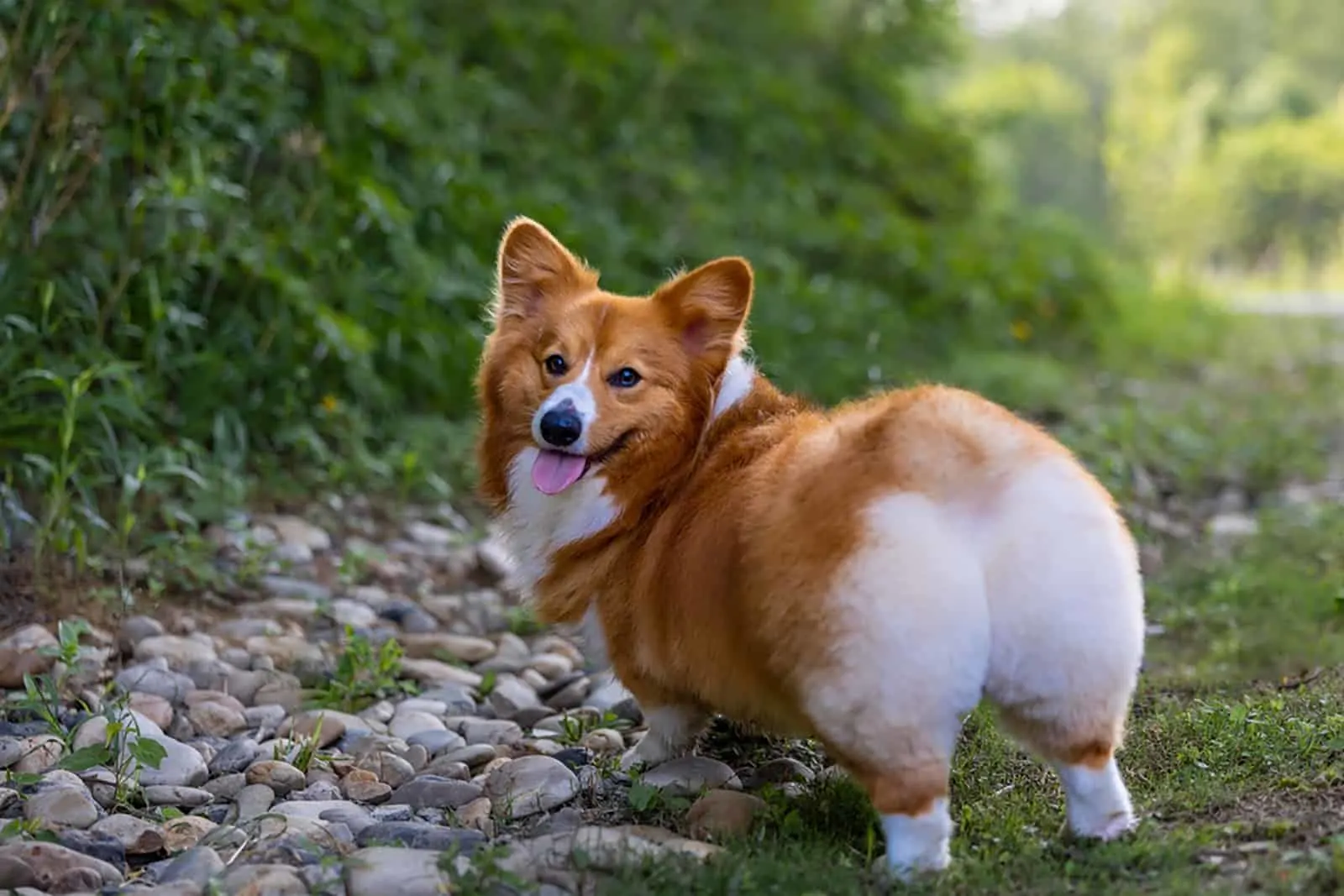 corgi dog walking in the forest