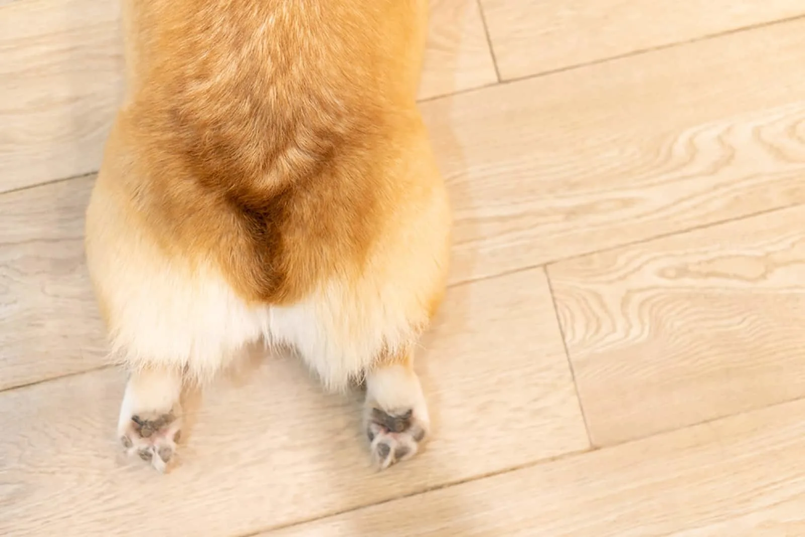 corgi with a docked tail lying on the floor in a house