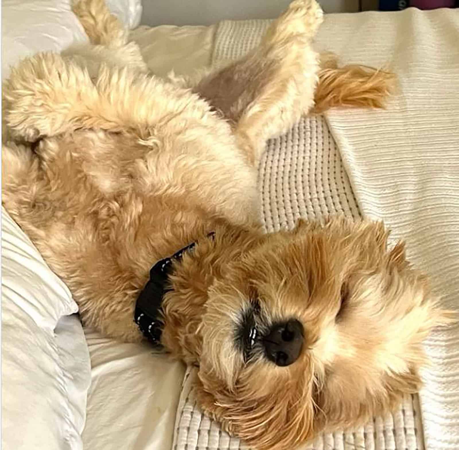 cream mini whoodle dog sleeping on the bed