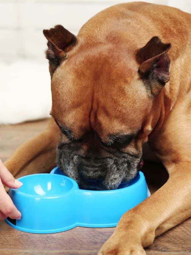 boxer-feeding-chart-7-things-you-need-to-know-pupvine