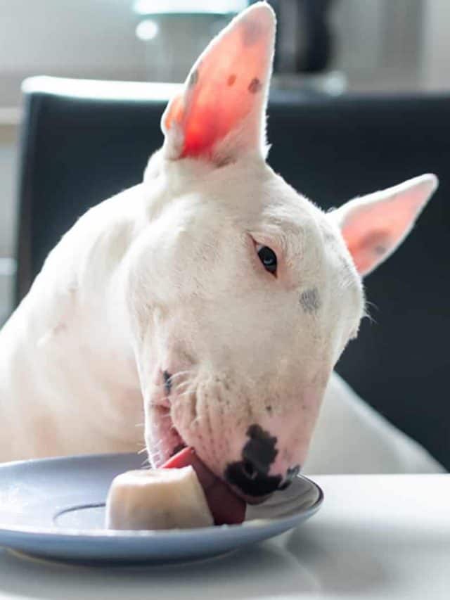 Bull Terrier Feeding Chart 5 Ways To Feed Your Bully PupVine