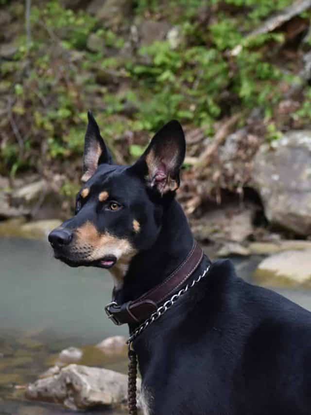 Doberman Husky Mix 5 Things That Make This Dog Special PupVine