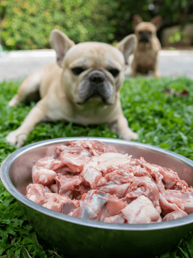 French Bulldog Raw Diet 5 Things You Need To Know PupVine