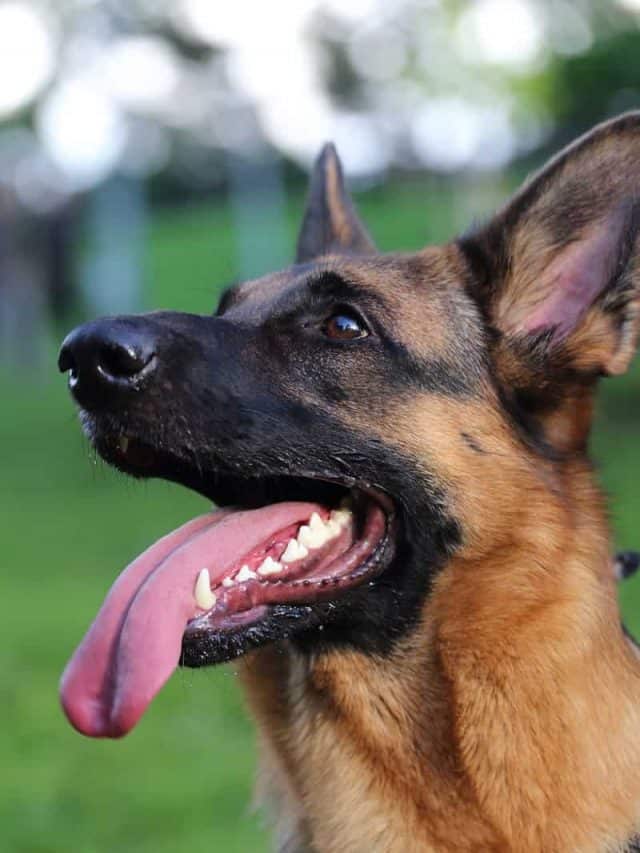 The German Shepherd Ears Chart: 5 Things You Need To Know