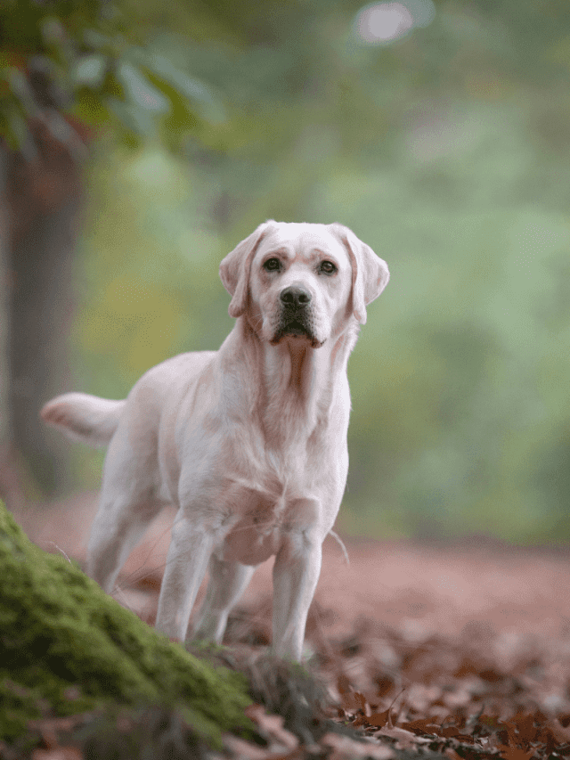 Labrador Ear Cropping 5 Reasons Why Not To Do It PupVine