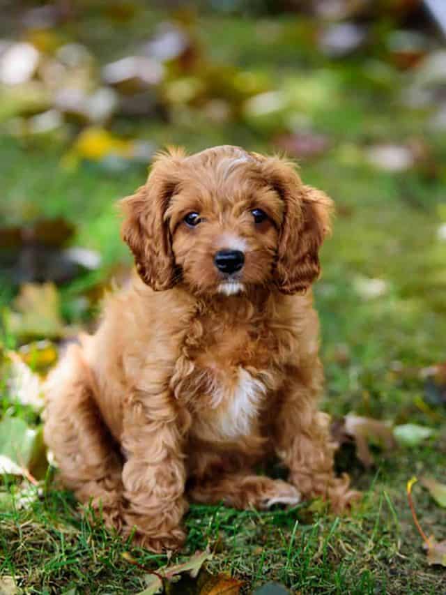 5 Reasons Why You Must Own A Mini Cavapoo