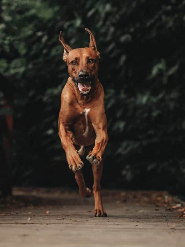 Rhodesian Ridgeback Feeding Chart 5 Helpful Tips PupVine