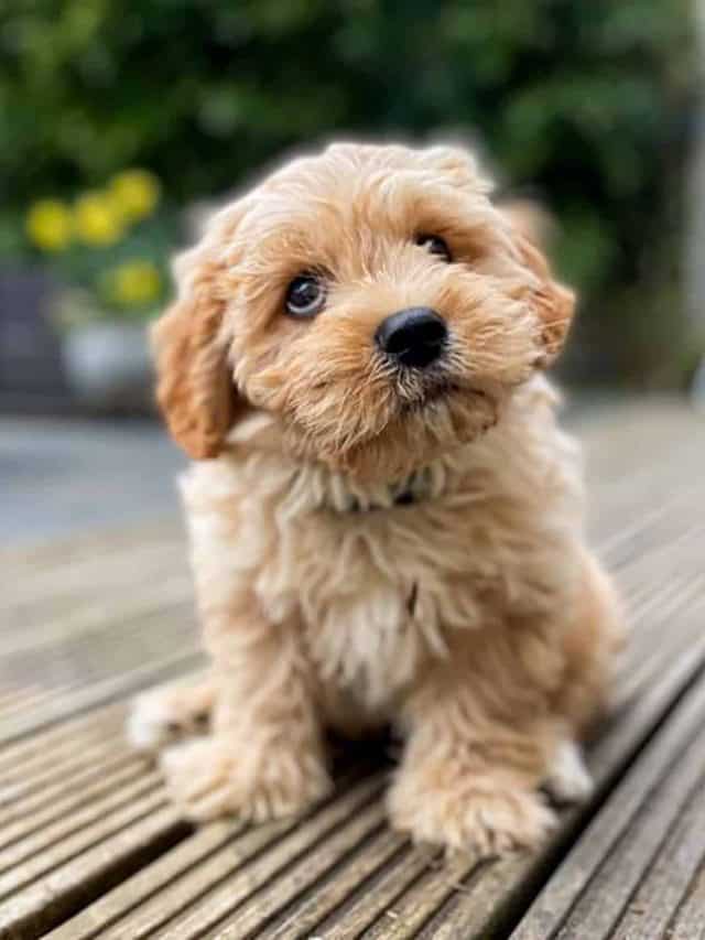 5 Reasons Why The Apricot Cavachon Is A MustHave In Your Family PupVine