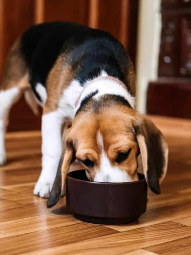 Beagle Feeding Chart 5 Ideal Dog Diets PupVine