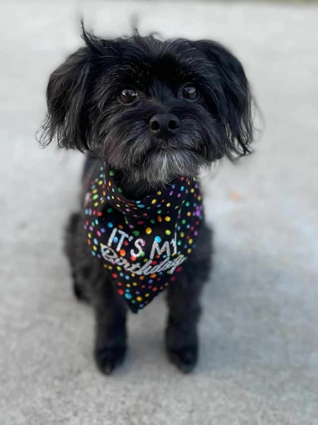 5 Facts You Need To Know About Black Maltese Dogs PupVine