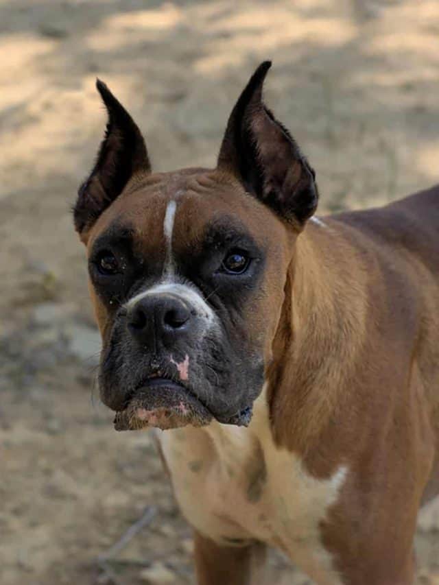 Boxer Ear Cropping 2 Benefits And 3 Disandvantages PupVine
