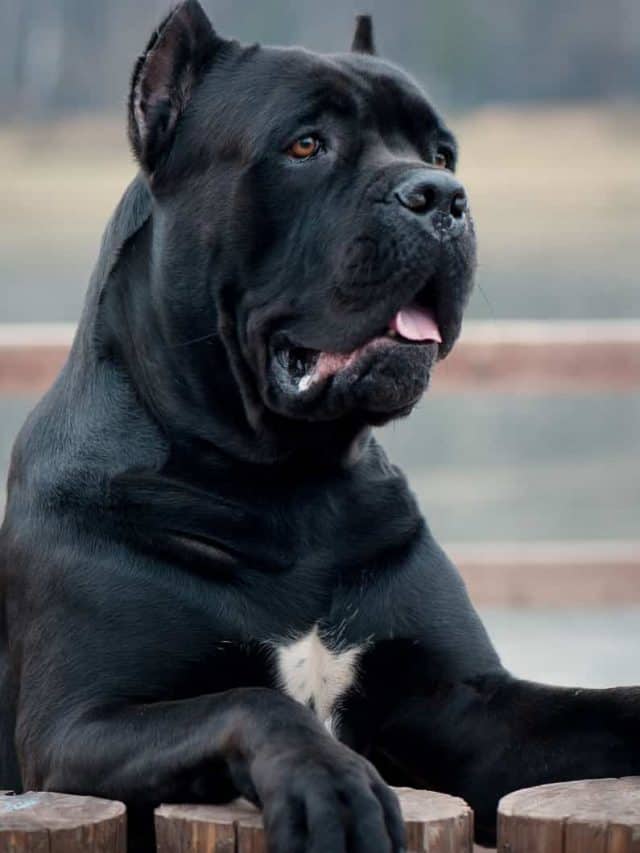 Cane Corso Eye Colors 5 Beautiful Shades PupVine