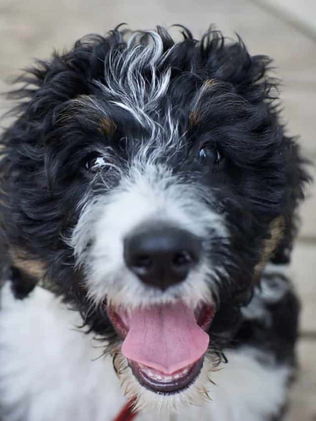 Bernedoodle Vs Sheepadoodle 3 Similarities And 2 Differences PupVine
