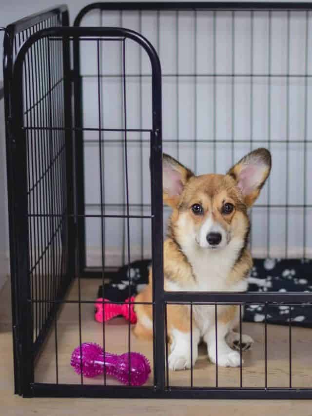 Why Does My Dog Suddenly Hate His Crate? 9 Reasons And 4 Easy Solutions