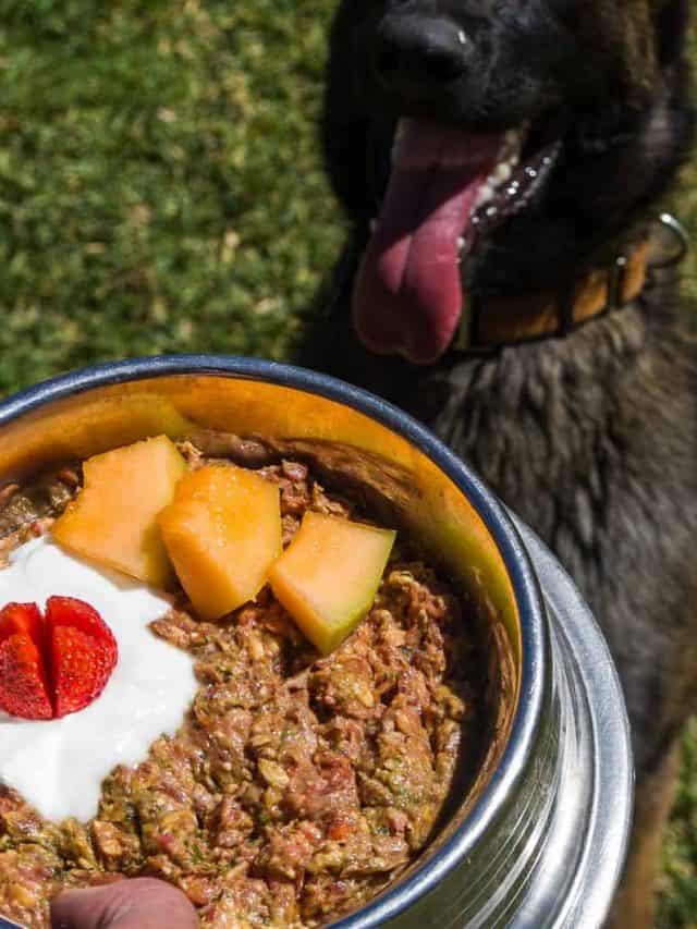 5 Benefits Of Homemade Dog Food For Belgian Malinois PupVine