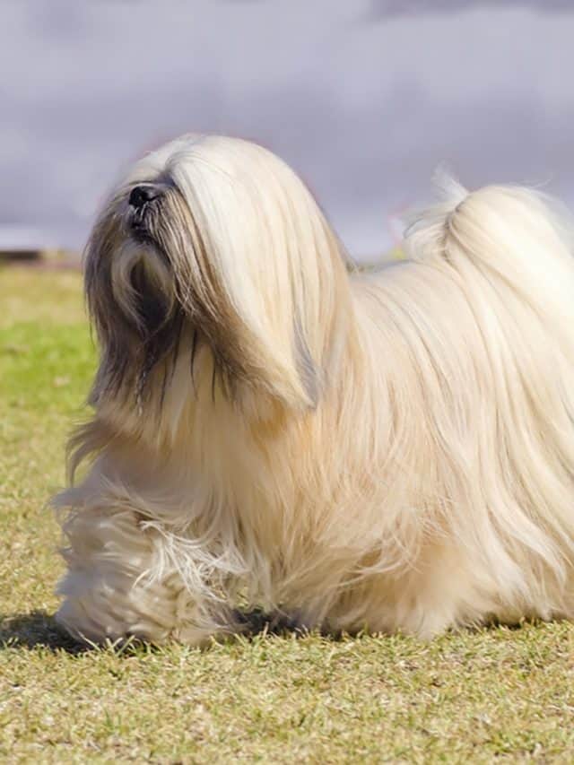 7 Unique Mop Like Dog Breed That You Will Love PupVine