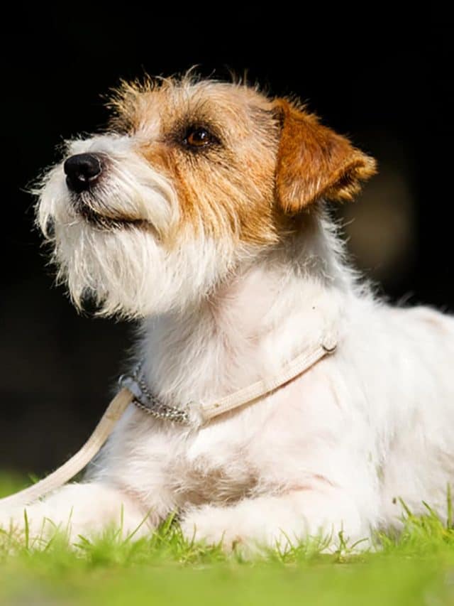 LongHaired Jack Russell Terrier 5 Interesting facts PupVine