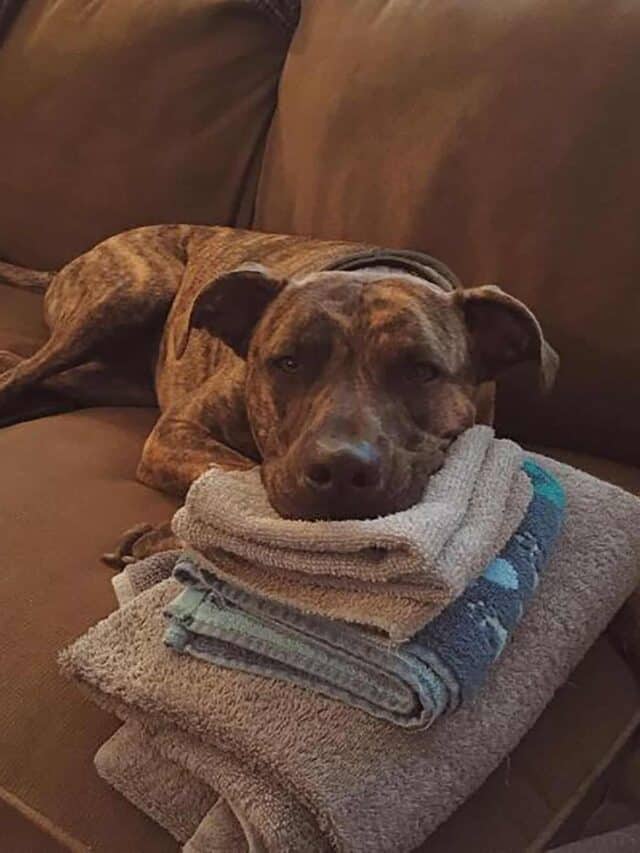 Greyhound Pitbull Mix 5 Fun Facts You Need To Know PupVine